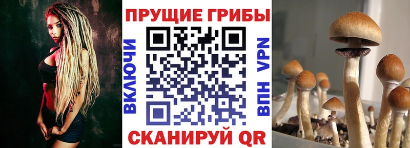 Купить где  Аксай  Галлюциногенные грибы прущие грибы 